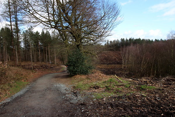 delamerewhitefield046