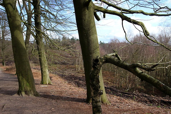delamerewhitefield048