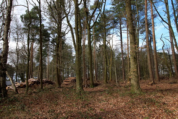 delamerewhitefield019