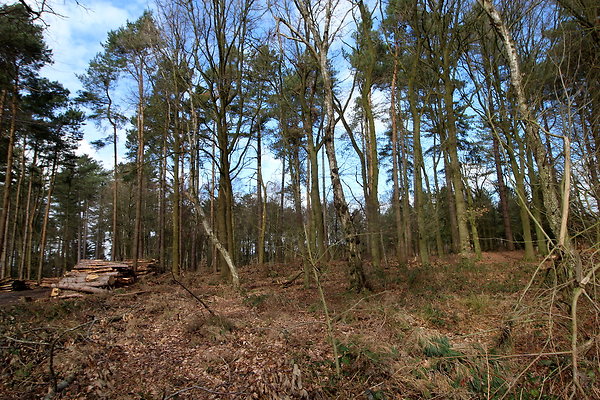 delamerewhitefield017
