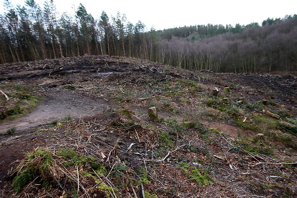 delamerewhitefield065