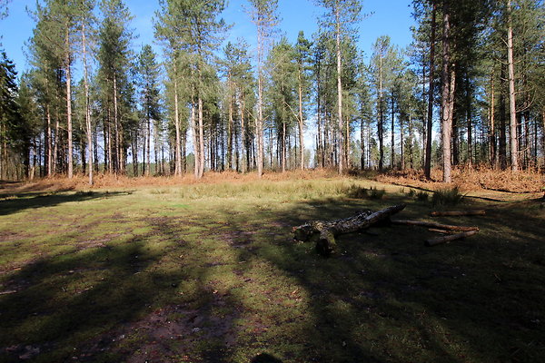 delamerewhitefield071
