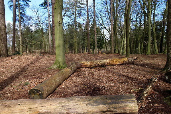 delamerewhitefield021