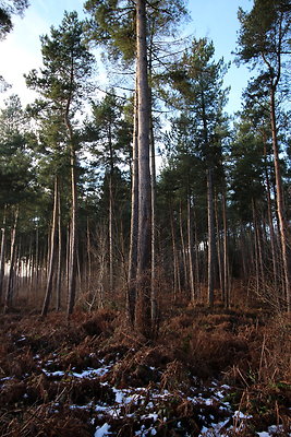 delamereforest112
