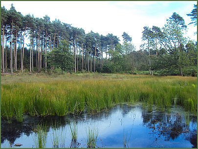 delamereforest122