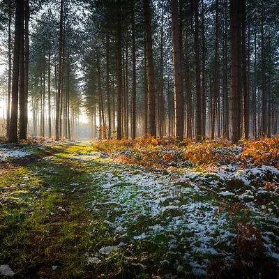 Forests-and-woodlands-GettyImages-166237910-2-7698cf9-scaled