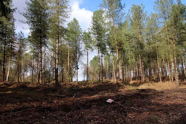delamerewhitefield034