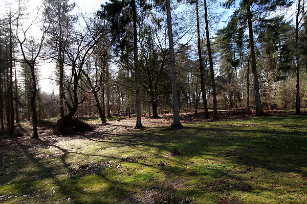 delamerewhitefield073