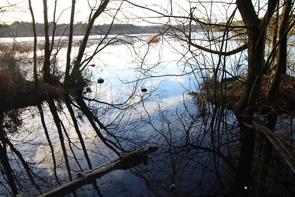 delamereforest103