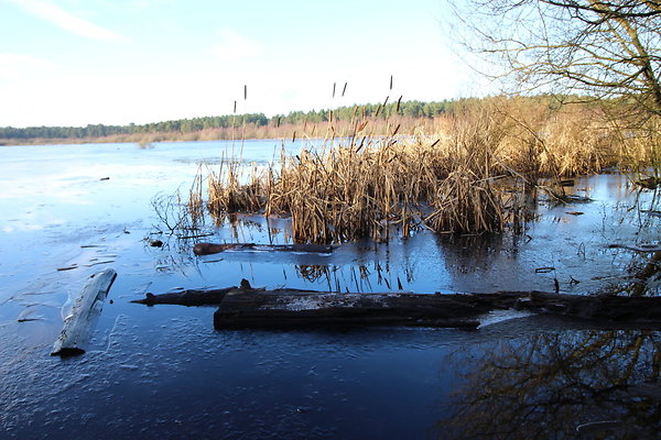 delamereforest098