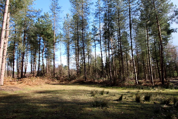 delamerewhitefield072