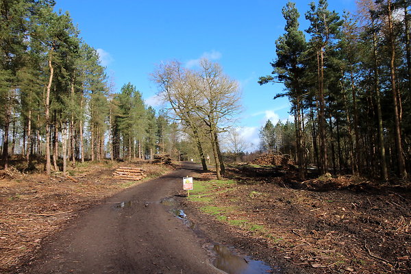delamerewhitefield035
