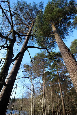 delamereforest107