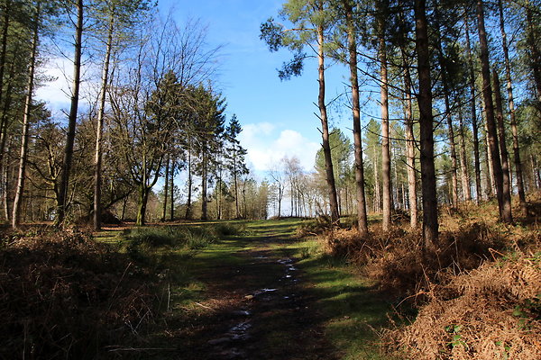 delamerewhitefield067