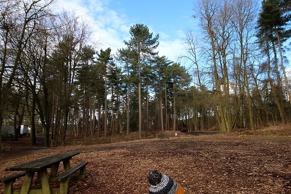 delamerewhitefield010
