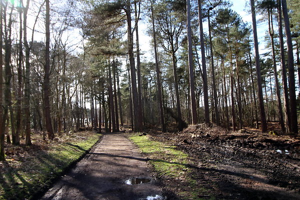 delamerewhitefield076