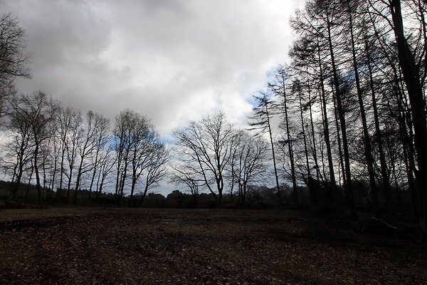 delamerewhitefield009