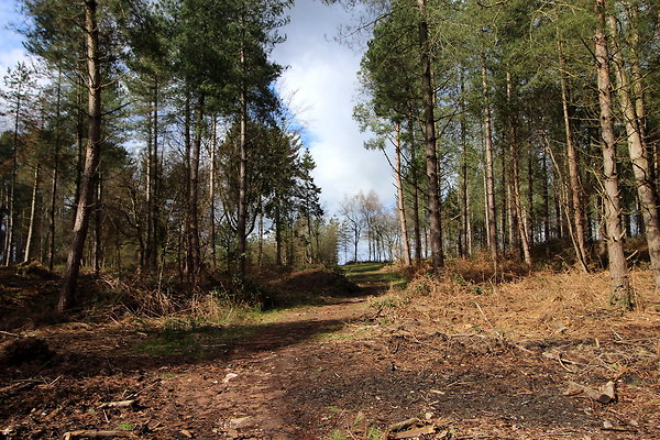 delamerewhitefield037