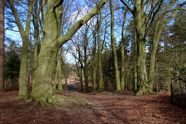 delamerewhitefield023