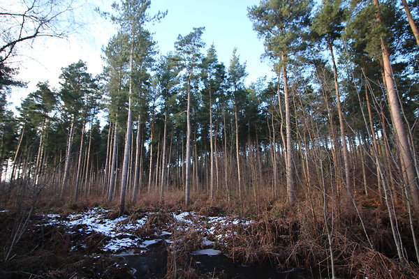delamereforest113