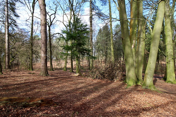 delamerewhitefield026