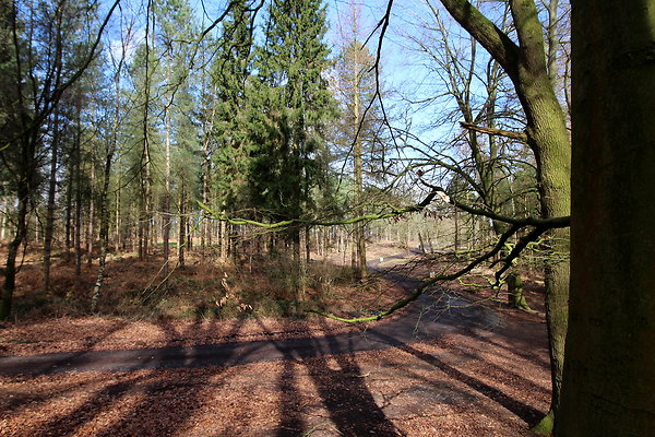delamerewhitefield028