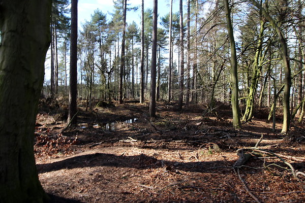 delamerewhitefield079