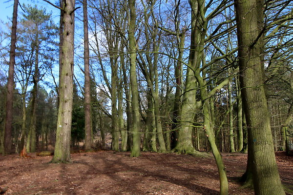 delamerewhitefield022