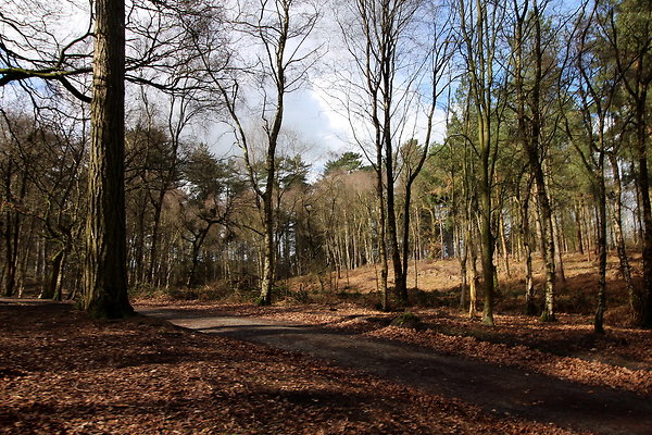 delamerewhitefield029