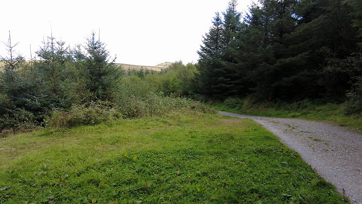 MacclesfieldForest2025069