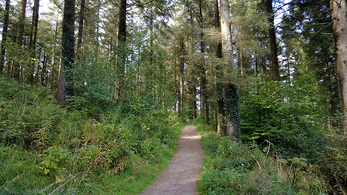 MacclesfieldForest2025072