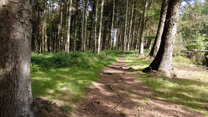MacclesfieldForest2025071