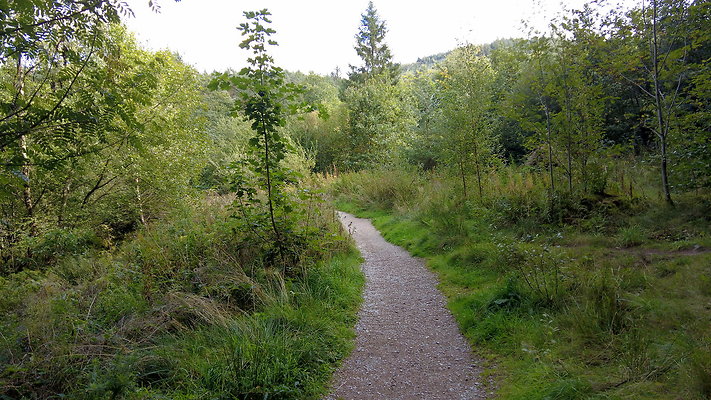 MacclesfieldForest2025073