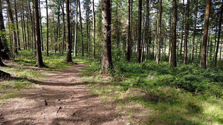MacclesfieldForest2025070
