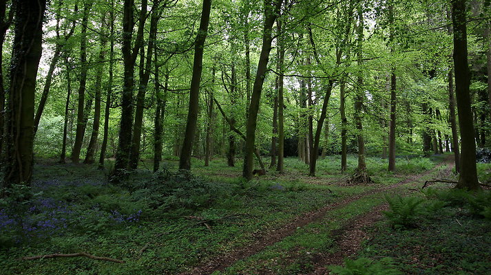 cholmondley051