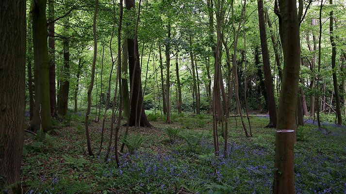 cholmondley049