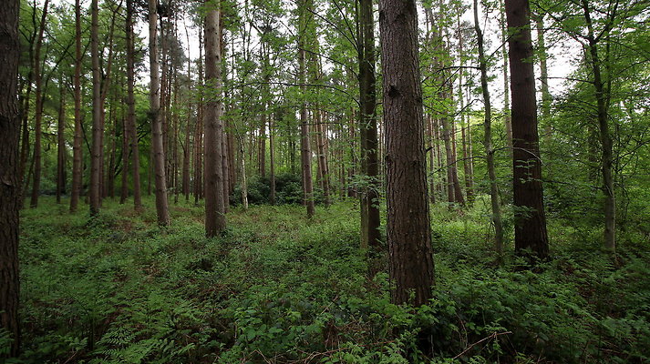 cholmondley009