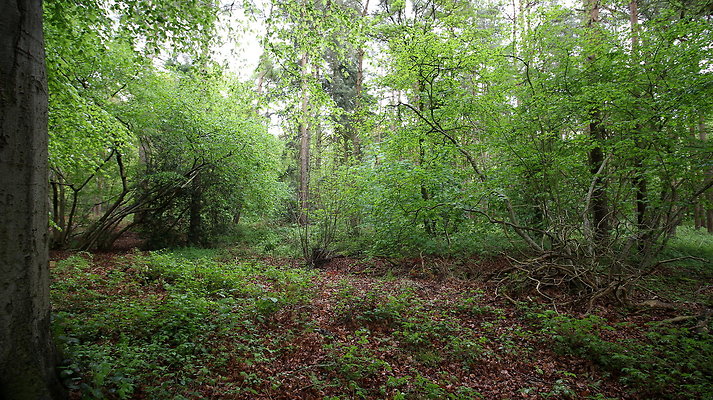 cholmondley006