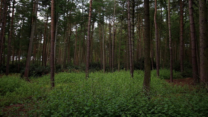 cholmondley026