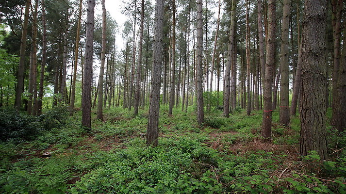 cholmondley020