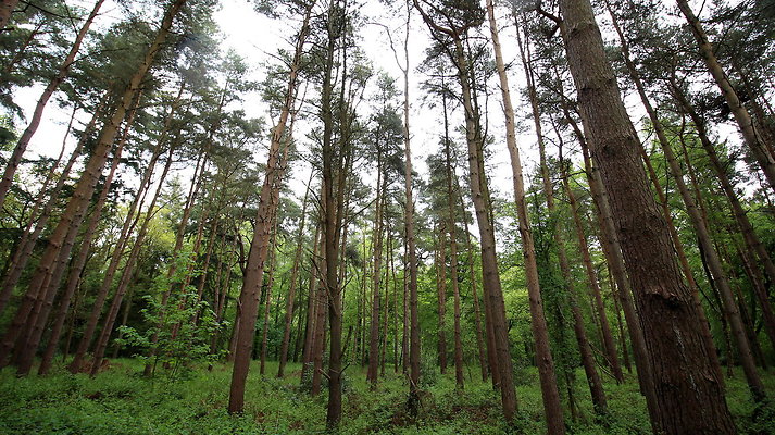 cholmondley010