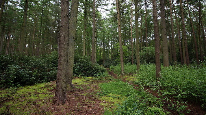 cholmondley035