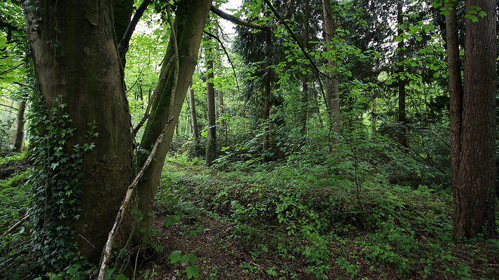 cholmondley002