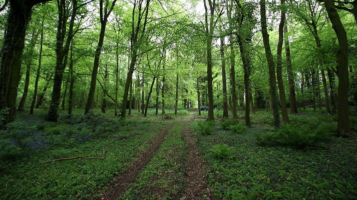 cholmondley047