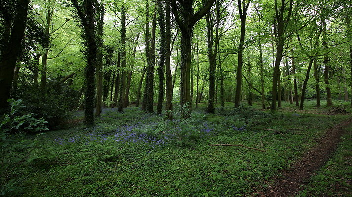 cholmondley046