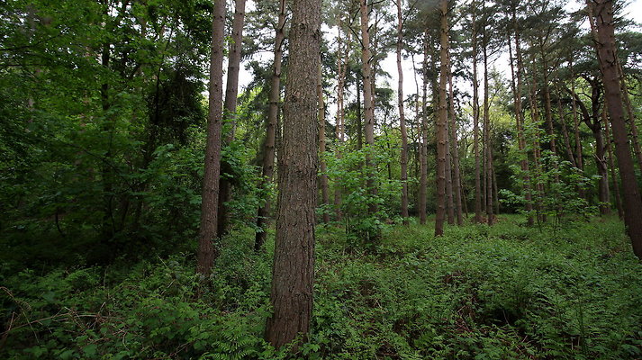 cholmondley011