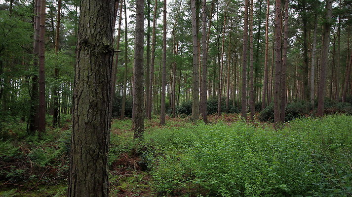 cholmondley042