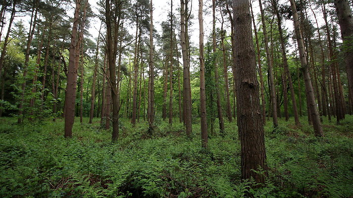 cholmondley008
