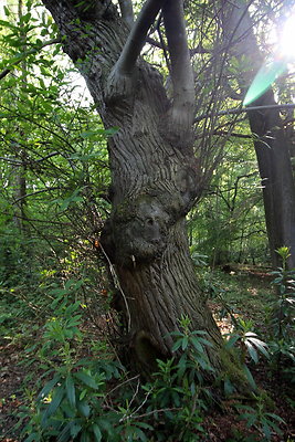 HawardenEstate079