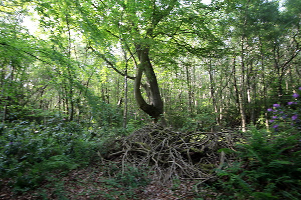 HawardenEstate067